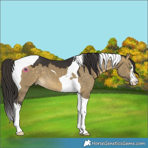 Horse Color:White Spotted Buckskin Dun Tobiano 