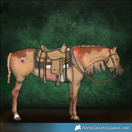 Horse Color:Chocolate Palomino Dun Rabicano 