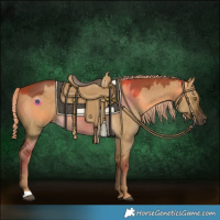 Horse Color:Chocolate Palomino Dun Rabicano 