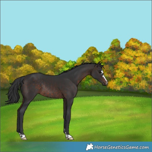 Horse Color:Brown Rabicano 