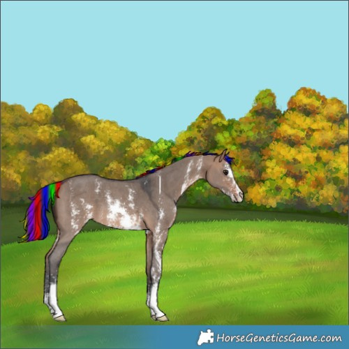 Horse Color:Painted Bay Dun Sabino 
