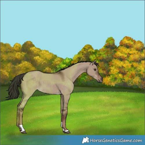 Horse Color:Liver Red Dun Tobiano 