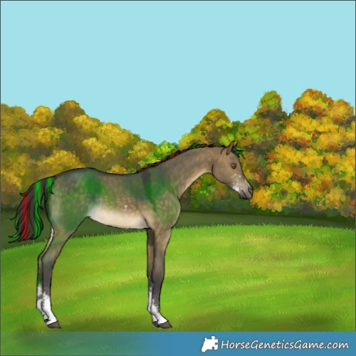 Horse Color:Painted Buckskin Dun Sabino Rabicano 