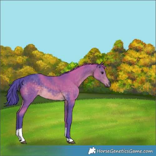 Horse Color:Watercolor Buckskin Tobiano Rabicano 