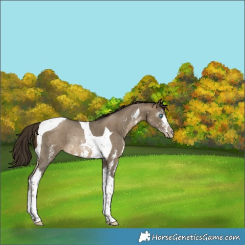 Horse Color:Gray Buckskin Pearl Sabino Tobiano Rabicano 