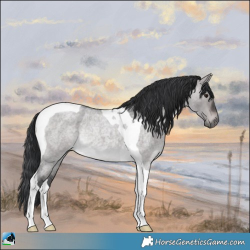 Horse Color:Platinum Brown Roan Dun Tobiano Rabicano 