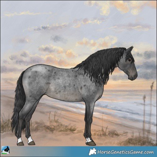 Horse Color:Platinum Blue Roan 