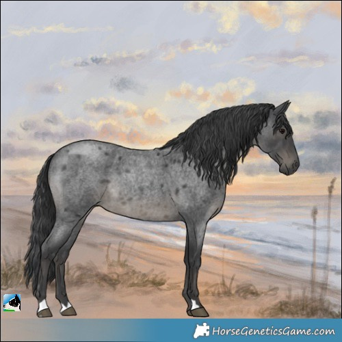 Horse Color:Platinum Blue Roan