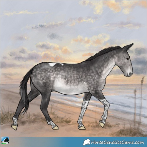 Horse Color:Platinum Buckskin Tobiano Rabicano