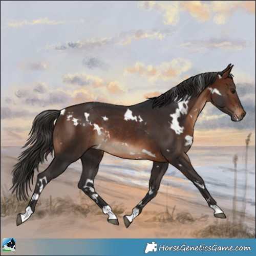 Horse Color:White Spotted Brown Rabicano 