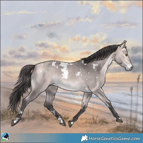 Horse Color:Platinum White Spotted Buckskin Rabicano 