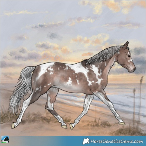 Horse Color:Platinum White Spotted Silver Brown Tobiano Rabicano 