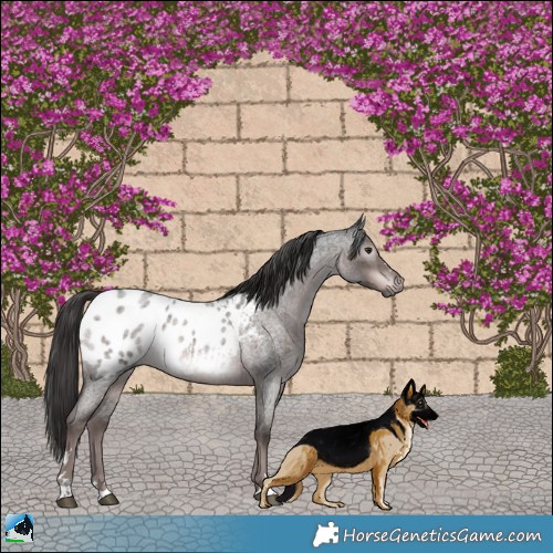 Horse Color:Gray Platinum Liver Red Roan Appaloosa Rabicano