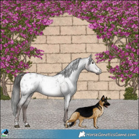 Horse Color:Gray Platinum Liver Red Roan Blanket Rabicano 