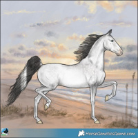 Horse Color:Platinum Buckskin Pearl Onyx Sabino Rabicano