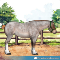 Horse Color:White Spotted Liver Red Roan 