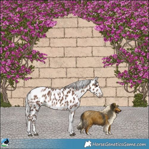 Horse Color:Silver Black Tobiano Appaloosa Rabicano