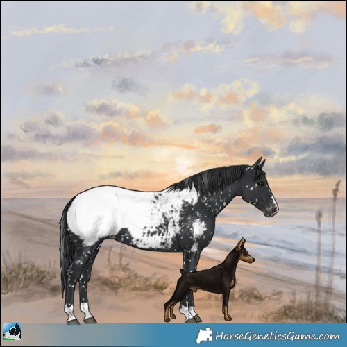 Horse Color:Black Appaloosa 