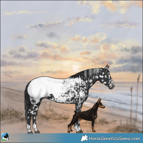 Horse Color:Black Near Fewspot