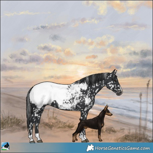 Horse Color:Black Appaloosa 