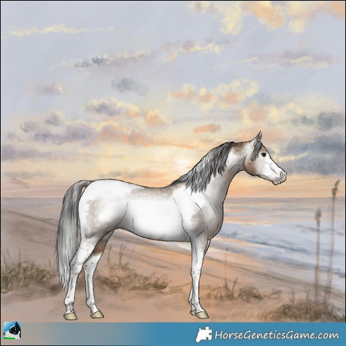 Horse Color:Gray Classic Champagne Tobiano Frame 