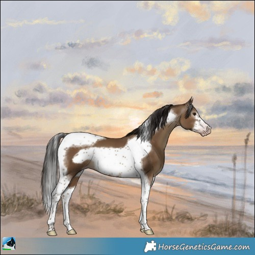 Horse Color:Gray Classic Champagne Tobiano Frame