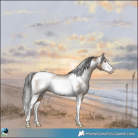 Horse Color:Gray Classic Champagne Tobiano Frame 
