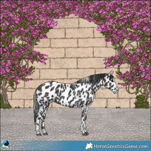 Horse Color:Black Sabino Appaloosa 