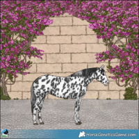 Horse Color:Black Sabino Appaloosa 