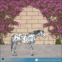 Horse Color:Black Sabino Appaloosa