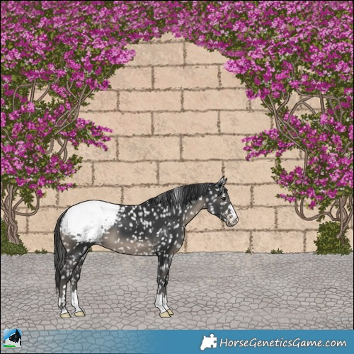 Horse Color:Black Appaloosa 
