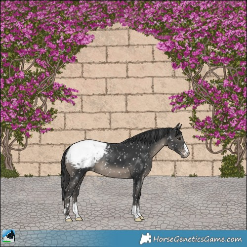 Horse Color:Black Appaloosa