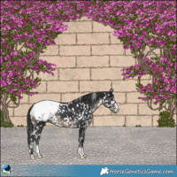 Horse Color:Black Snowcap
