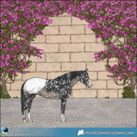 Horse Color:Black Appaloosa 