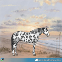 Horse Color:Black Appaloosa 