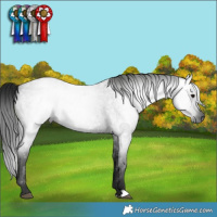 Horse Color:Gray Smoky Blue Roan 