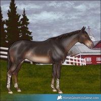 Horse Color:Liver Chestnut Tobiano Rabicano 
