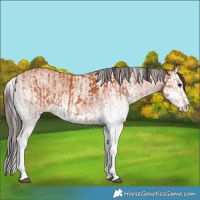 Horse Color:White Spotted Bay Splash  and White Spotted Bay Splash 