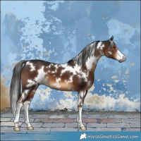 Horse Color:Gray White Spotted Liver Chestnut 