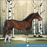 Horse Color:White Spotted Liver Chestnut Rabicano