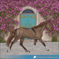 Horse Color:Liver Red Dun Tobiano 