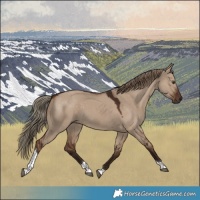 Horse Color:Liver Red Dun Tobiano