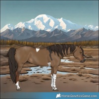 Horse Color:Gray Liver Red Dun Tobiano 