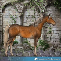 Horse Color:White Spotted Chocolate Palomino Rabicano