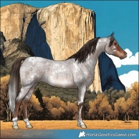 Horse Color:White Spotted Liver Red Roan 