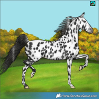 Horse Color:Gray Black Appaloosa 