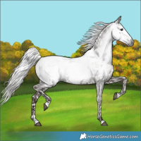 Horse Color:Gray Silver Black Snowcap 
