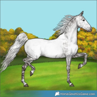Horse Color:Gray Silver Black Appaloosa