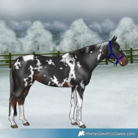 Horse Color:White Spotted Liver Chestnut Tobiano Rabicano