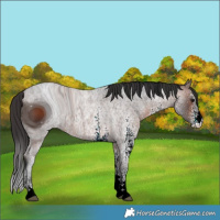 Horse Color:ERROR: UNKNOWN ANOMALY